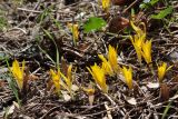 Sternbergia colchiciflora