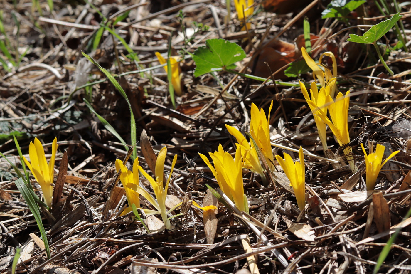 Image of Sternbergia colchiciflora specimen.