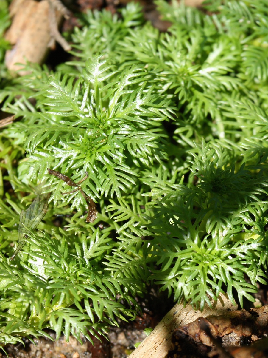 Image of Hottonia palustris specimen.