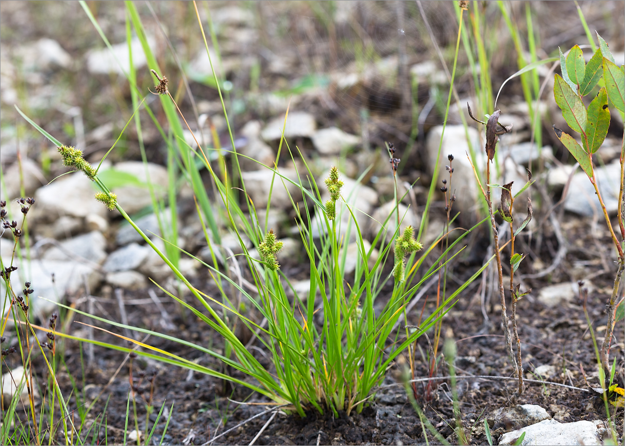 Изображение особи Carex serotina.