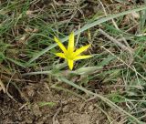 Gagea germainae