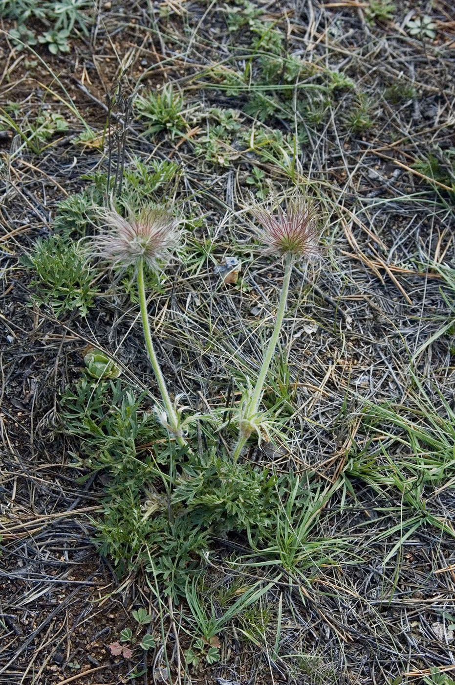 Image of Pulsatilla turczaninovii specimen.