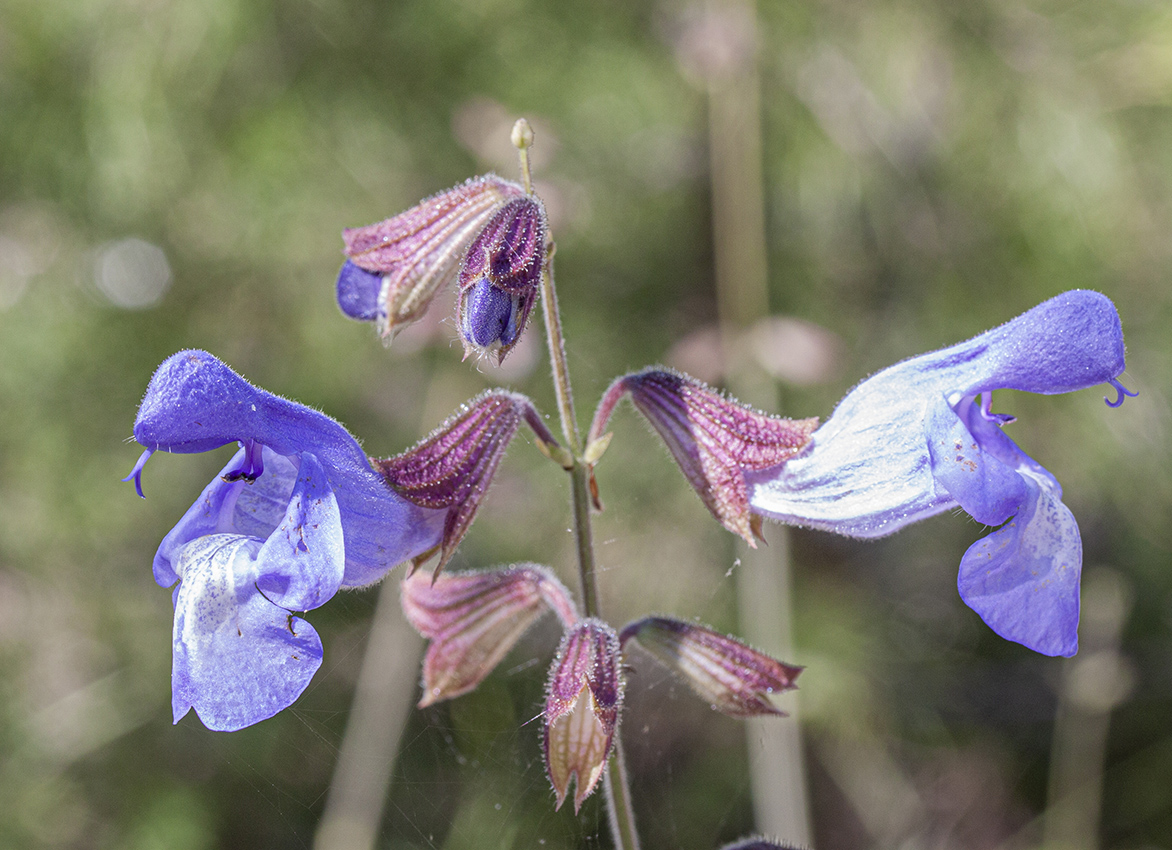 Image of Salvia ringens specimen.