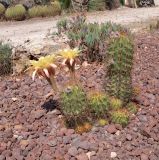 род Echinopsis