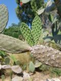 Opuntia tomentosa. Часть ветки (?) с молодыми элементарными побегами. Израиль, Шарон, г. Тель-Авив, ботанический сад \"Сад кактусов\". 05.06.2018.