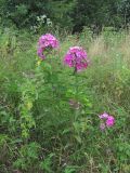 Phlox paniculata