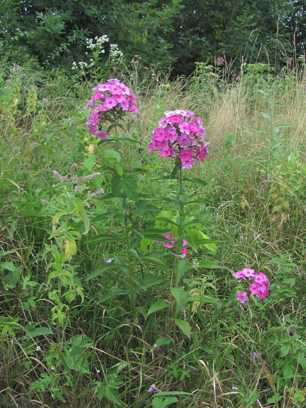 Image of Phlox paniculata specimen.