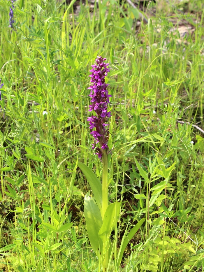 Изображение особи Dactylorhiza incarnata.