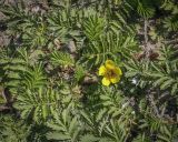Potentilla anserina. Цветущее растение. Пермский край, Кунгурский р-н, окр. с. Каширино, разнотравный луг вдоль грунтовой дороги. 06.06.2021.