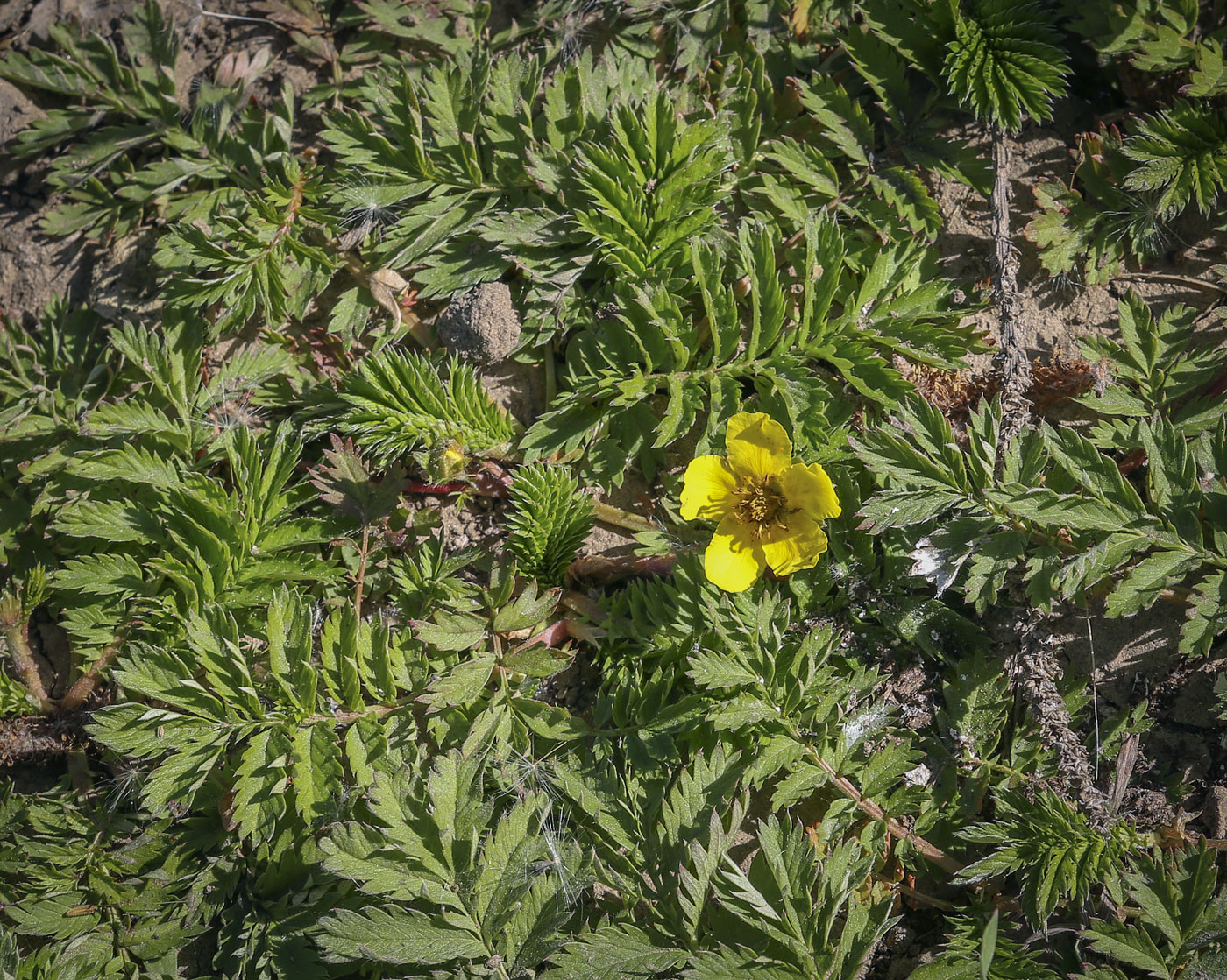 Image of Potentilla anserina specimen.