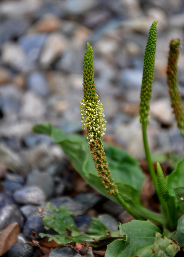 Image of Plantago major specimen.