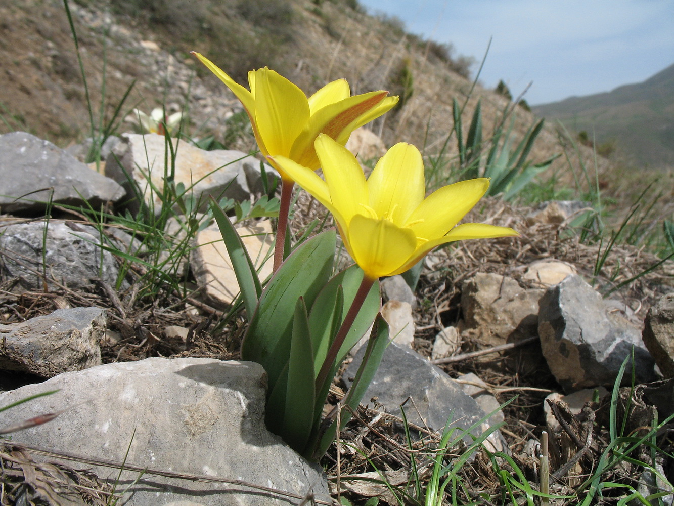 Изображение особи род Tulipa.