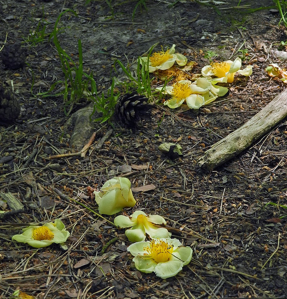 Image of Stewartia pseudocamellia specimen.