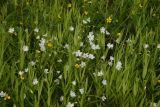 Stellaria holostea. Цветущие растения. Калужская обл., Боровский р-н, окр. дер. Сатино, лужайка перед старым яблоневым садом. 29 мая 2022 г.