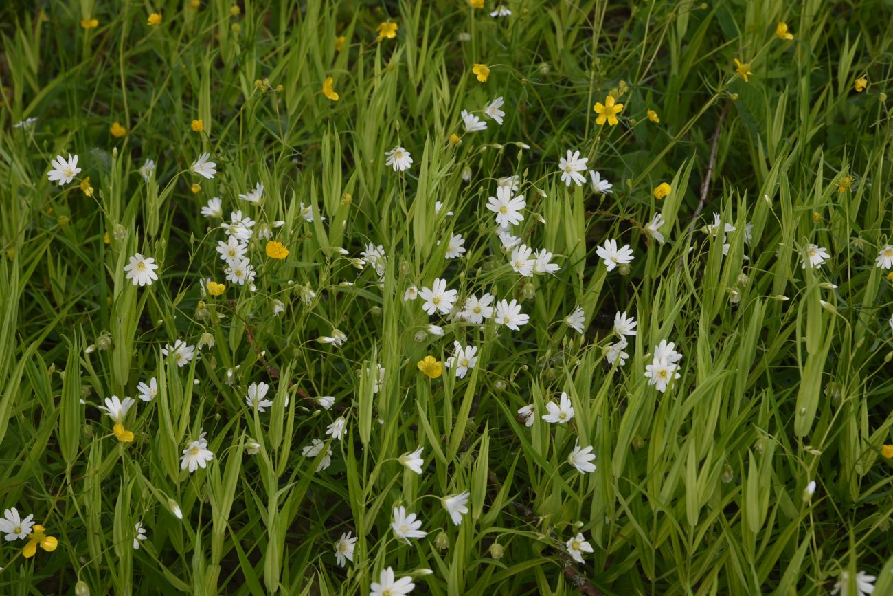 Image of Stellaria holostea specimen.