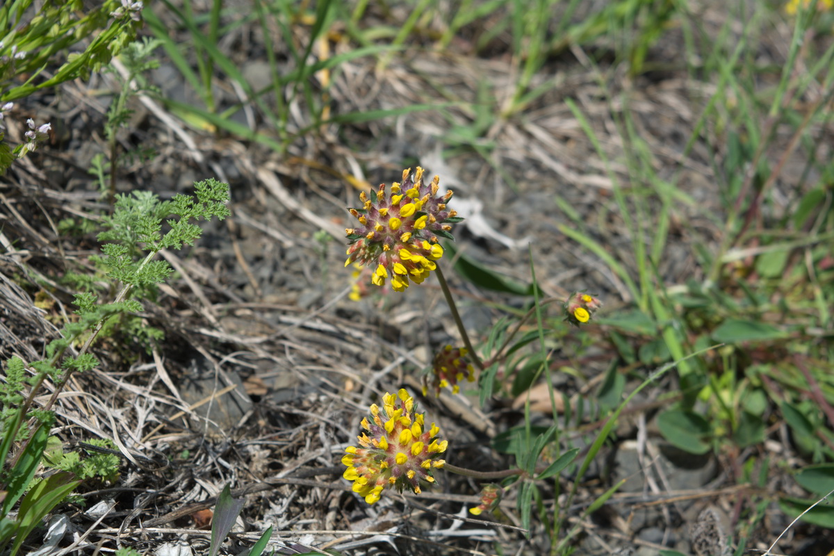 Image of Anthyllis lachnophora specimen.