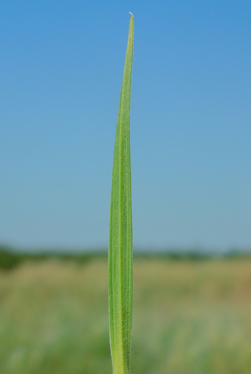 Изображение особи Dianthus lanceolatus.