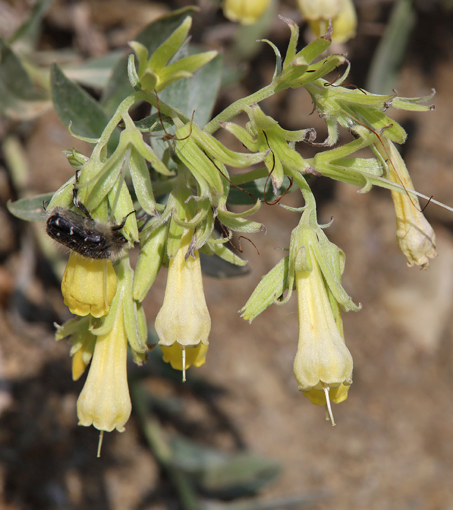 Изображение особи Onosma sericea.