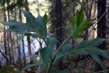 Sambucus sibirica. Верхушка молодого побега. Свердловская обл., окр. г. Североуральск, склон скал Три Брата. 15.05.2010.