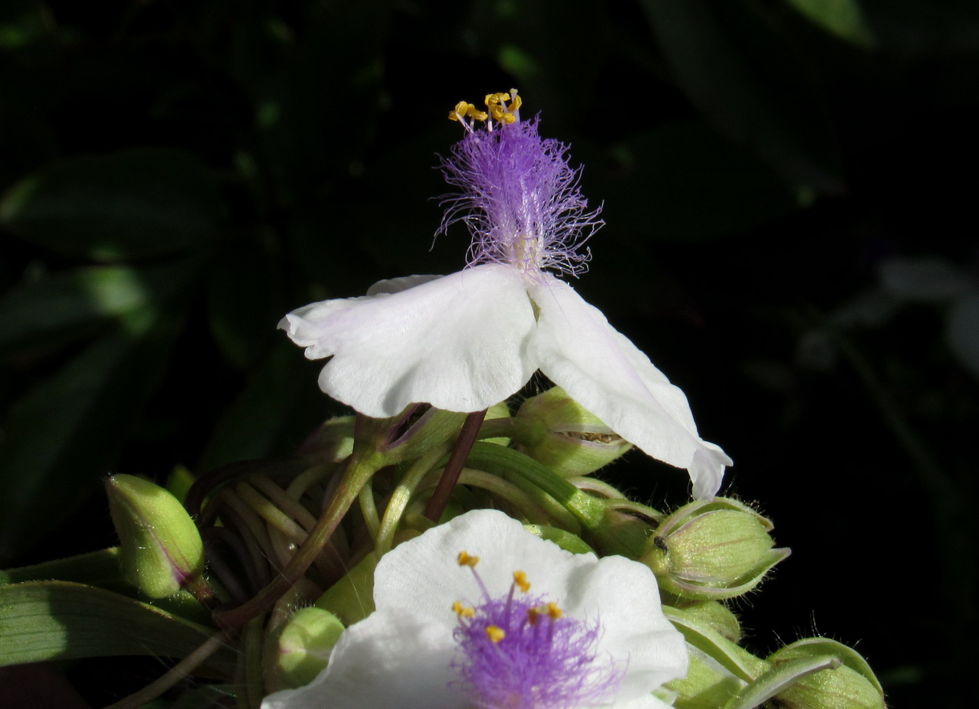 Image of Tradescantia virginiana specimen.