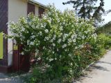 Hibiscus syriacus. Цветущее растение. Крым, г. Коктебель, в культуре. 19.07.2021.