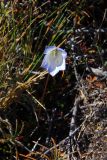 familia Campanulaceae. Цветок. Новая Зеландия, р-н Уаикато, национальный парк \"Tongariro\". 22.12.2013.