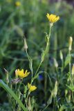 Tragopogon serotinus. Верхушка побега с соцветиями и соплодиями. Приморский край, г. Находка, ст. Находка, на ж.-д. путях. 21.08.2022.