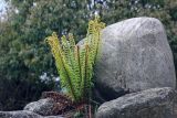 Dryopteris wallichiana. Растение с молодыми и старыми вайями. Бутан, дзонгхаг Пунакха, национальный парк \"Royal Botanical\". 03.05.2019.