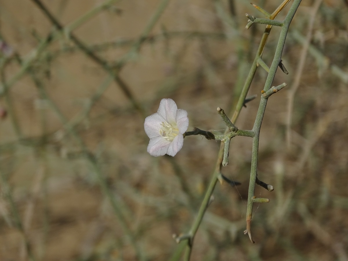 Изображение особи Convolvulus hamadae.