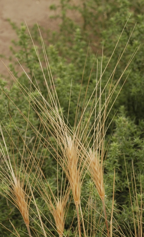 Image of Secale sylvestre specimen.