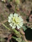 Scabiosa ochroleuca