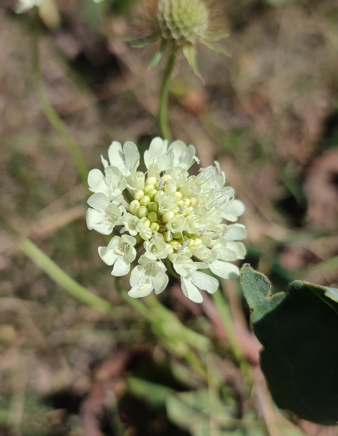 Изображение особи Scabiosa ochroleuca.