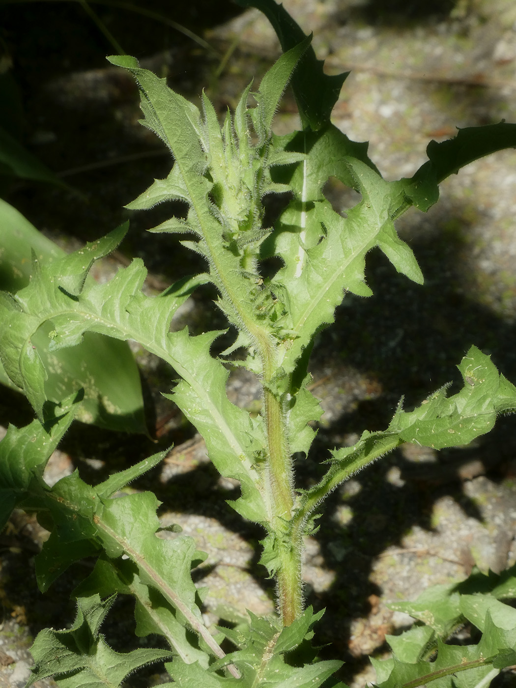 Image of familia Asteraceae specimen.