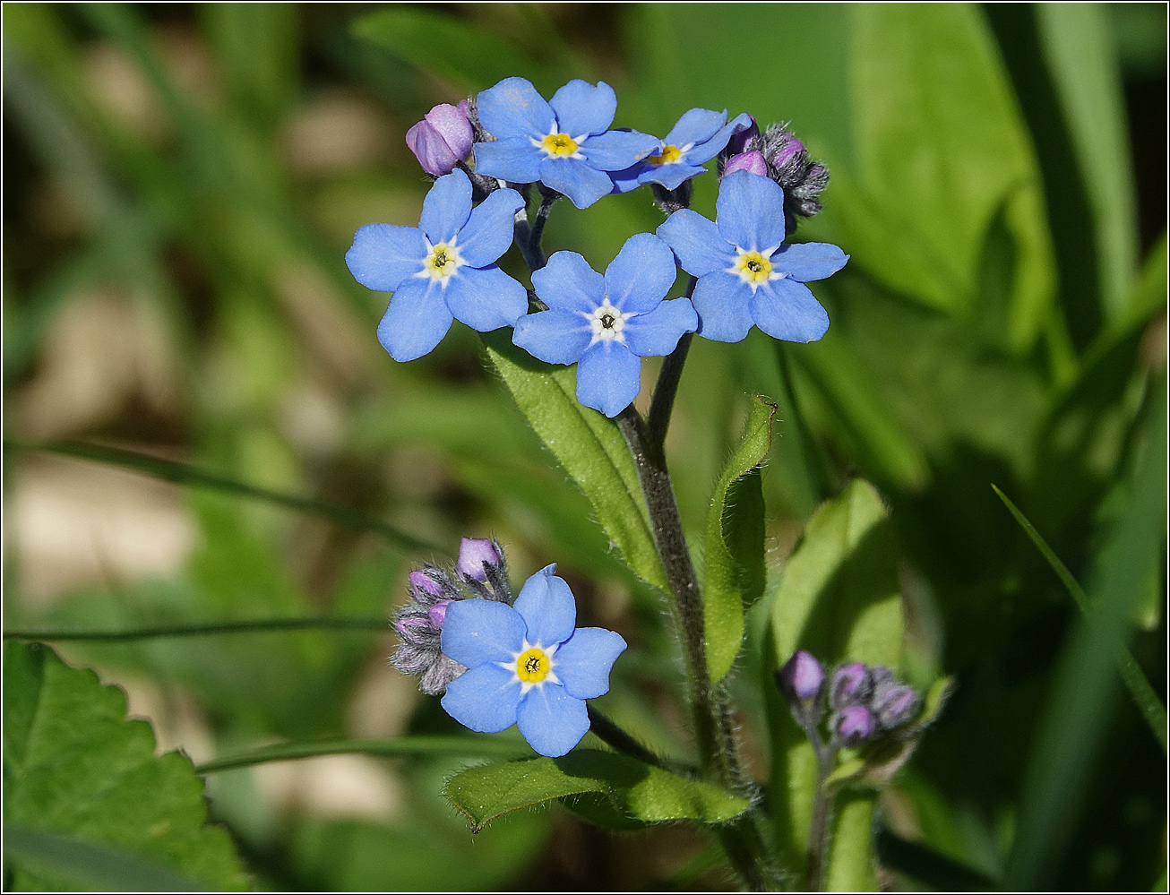 Image of Myosotis sylvatica specimen.