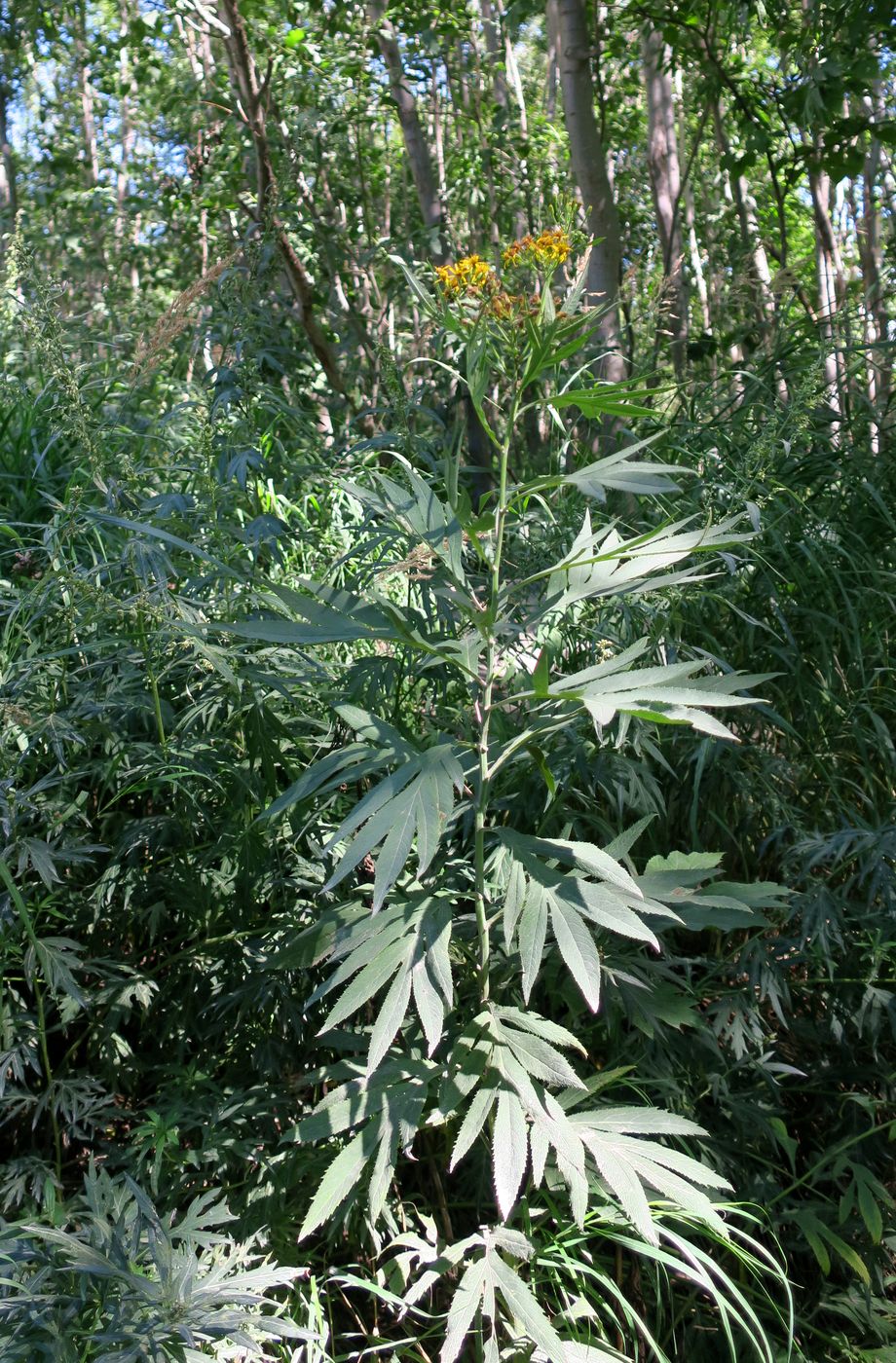 Изображение особи Senecio cannabifolius.