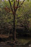 genus Combretum. Нижняя часть ствола и ветвь с плодами и листьями. Индия, штат Гуджарат, округ Гир Сомнатх, национальный парк \"Гирский лес\". 13.12.2022.