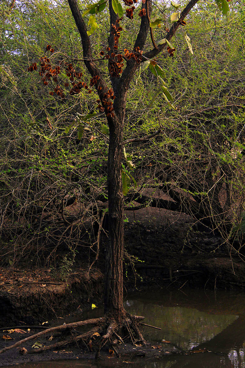 Image of genus Combretum specimen.