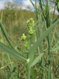 Chondrilla juncea. Часть побега с галлами клеща Aceria chondrillae. Краснодарский край, Кавказский р-н, окр. ст-цы Темижбекская, степь. 11.07.2022.