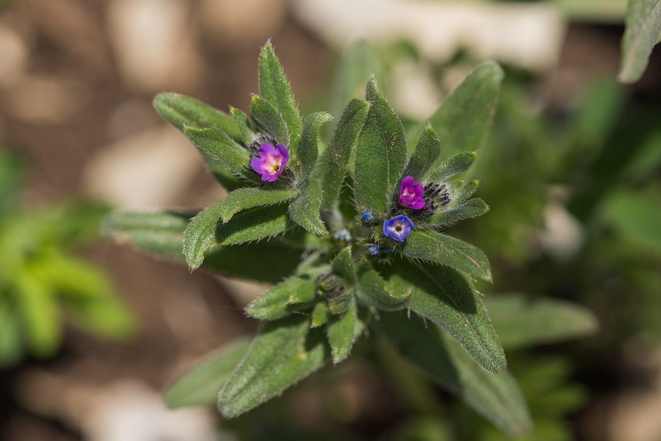 Изображение особи Buglossoides arvensis.