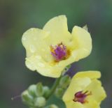 Verbascum marschallianum