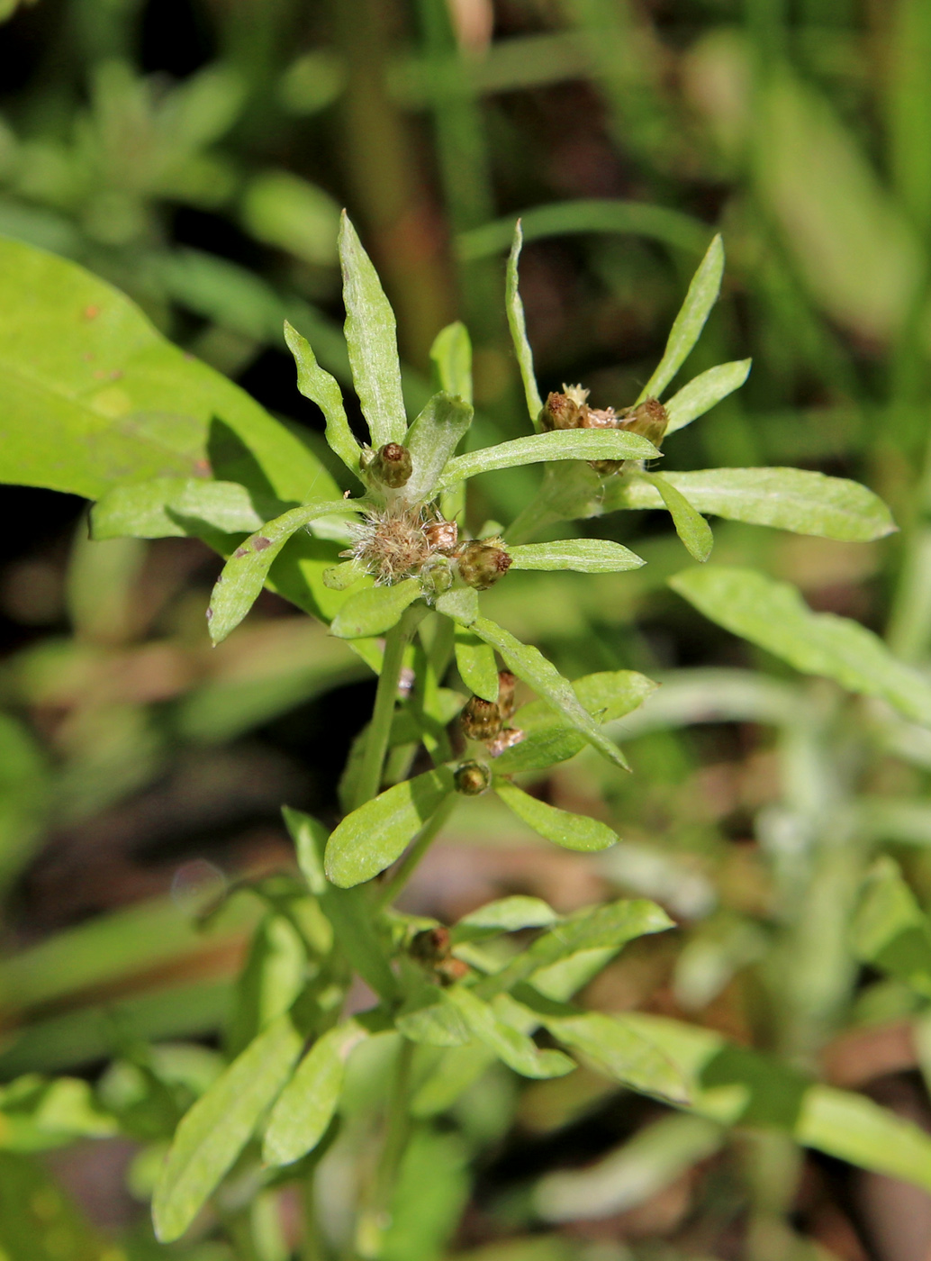 Изображение особи Gnaphalium uliginosum.