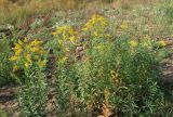 Solidago gigantea