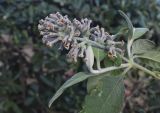 род Buddleja