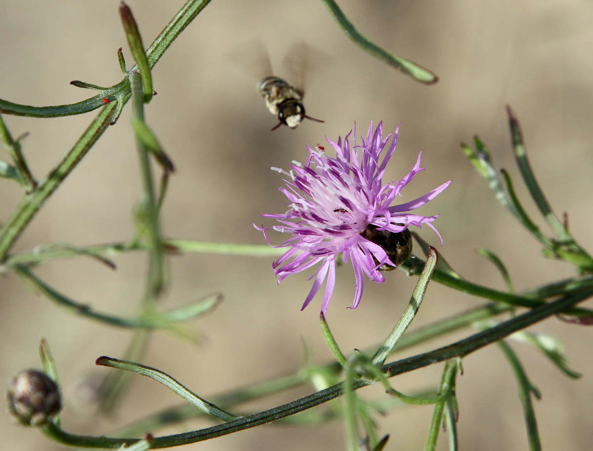 Image of Centaurea odessana specimen.