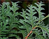 Thuja occidentalis