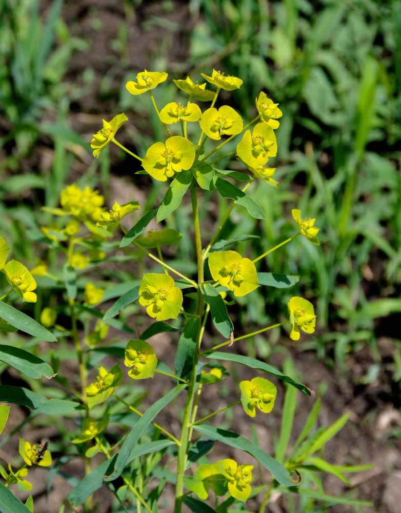 Image of Euphorbia virgata specimen.