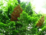 Abies gracilis