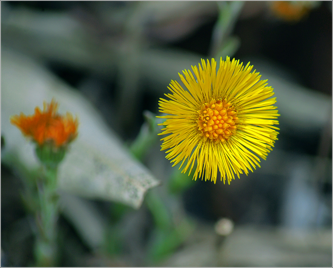 Image of Tussilago farfara specimen.