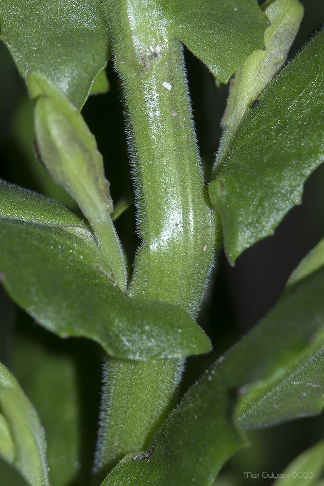 Image of Lepidium campestre specimen.