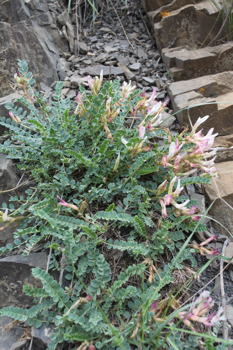 Image of Astragalus buschiorum specimen.